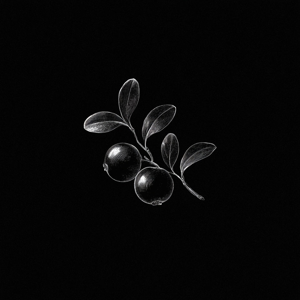 Cranberry botanical illustration for Ethiopia Sidama Bombe White Honey